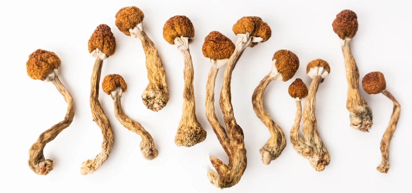 WHAT THE EXPERTS SAY ABOUT MAGIC MUSHROOM