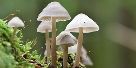 THE SCIENCE OF PSILOCYBIN AND ITS EFFECTS ON THE BRAIN 